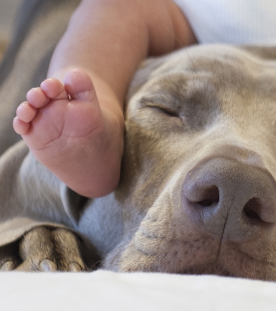 Babies and pets, friends for life